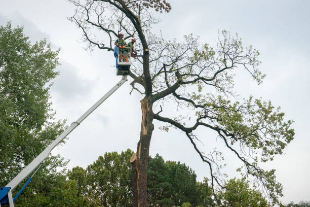 Best Tree Health Inspection  in Marion, AL