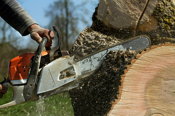 Trusted Marion, AL Tree Removal Experts